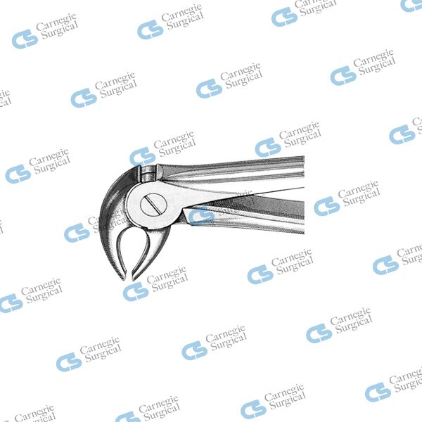 MEAD Extracting forceps english pattern lower anteriors & premolars MD3